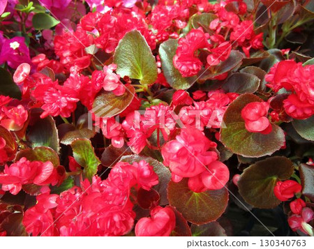 紅色秋海棠花的特寫 紅色秋海棠花的特寫 130340763