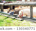 Ranch horse 130340771