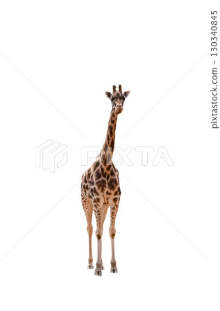 Giraffe Isolated on white with clipping path Giraffe Isolated on white with clipping path 130340845