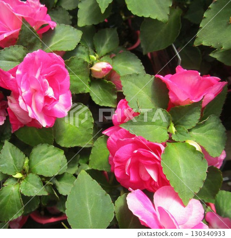 小粉紅玫瑰(嘉年華) 小粉紅玫瑰(嘉年華) 130340933