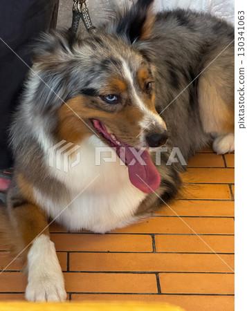 Dog with open mouth and tongue out standing beside owner. Pet care, companionship, and domestic animal lifestyle. 130341063