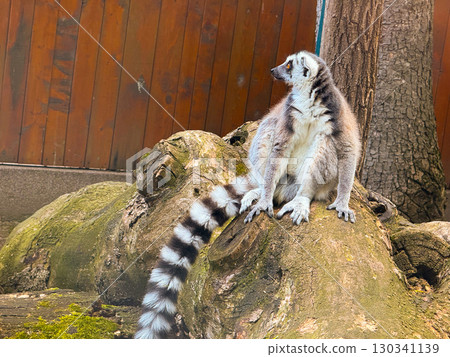 Ring-tailed lemur sitting on stone surface. Balance, adaptation, and survival behavior of primates in natural and controlled environments. Ring-tailed lemur sitting on stone surface. Balance, adaptation, and survival behavior of primates in natural and controlled environments. 130341139