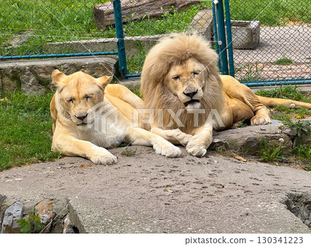 Lion and lioness lying together in enclosure. Big cat resting, pair bond and social wildlife behavior. Lion and lioness lying together in enclosure. Big cat resting, pair bond and social wildlife behavior. 130341223