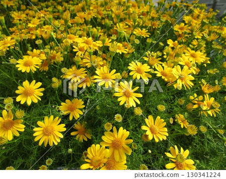 黃色雛菊花的特寫 黃色雛菊花的特寫 130341224