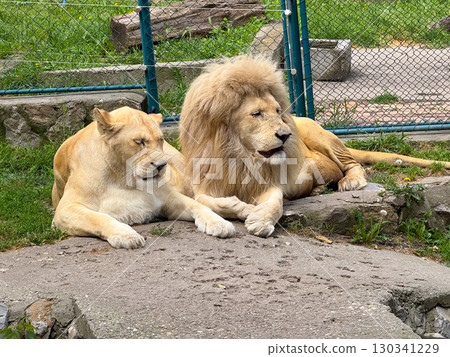 Lion and lioness lying together in enclosure. Big cat resting, pair bond and social wildlife behavior. 130341229