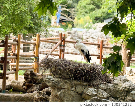 White stork standing near nest. Ornithology, breeding behavior, and symbolic bird species. White stork standing near nest. Ornithology, breeding behavior, and symbolic bird species. 130341252