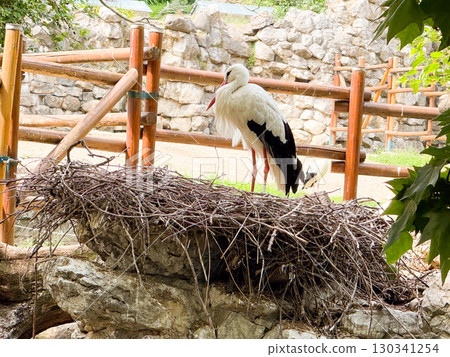White stork. Long-legged wading bird, behavior, and natural wildlife observation. 130341254