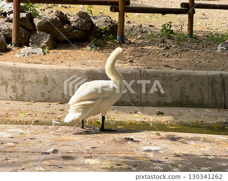 Mute swan with curved neck. Grace, elegance, and waterfowl adaptation in summer environment. Mute swan with curved neck. Grace, elegance, and waterfowl adaptation in summer environment. 130341262