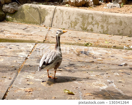 Bar-headed goose standing on concrete. Ornithology, avian biodiversity, and waterfowl adaptation. Bar-headed goose standing on concrete. Ornithology, avian biodiversity, and waterfowl adaptation. 130341264