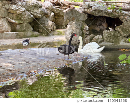 Black swan and mute swan near pond. Contrast, biodiversity, and symbolic waterfowl in natural setting. Black swan and mute swan near pond. Contrast, biodiversity, and symbolic waterfowl in natural setting. 130341268