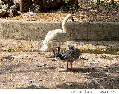 Mute swan and bar-headed goose on concrete ground. Waterfowl, coexistence, and avian diversity in zoological park. Mute swan and bar-headed goose on concrete ground. Waterfowl, coexistence, and avian diversity in zoological park. 130341270