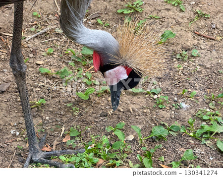 Crowned crane standing in grassy enclosure with crest raised. Exotic bird, display, and elegance of avian life in controlled habitat. 130341274