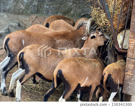Goat herd feeding together in fenced enclosure. Domestication, survival, and agriculture as key aspects of human animal coexistence in rural life. 130341300