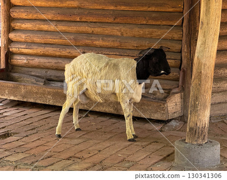 Sheep with black head standing near wooden barn. Agriculture, domestication, and traditional presence of livestock in human-managed environments. Sheep with black head standing near wooden barn. Agriculture, domestication, and traditional presence of livestock in human-managed environments. 130341306