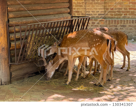 Young deer feeding on hay together near wooden wall. Adaptation, reproduction, and collective survival behavior of herbivores in managed environments. Young deer feeding on hay together near wooden wall. Adaptation, reproduction, and collective survival behavior of herbivores in managed environments. 130341307