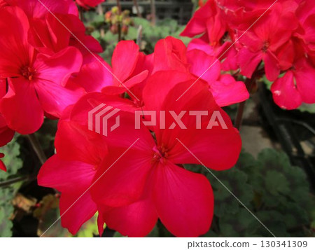 Up of pink geranium flowers 130341309