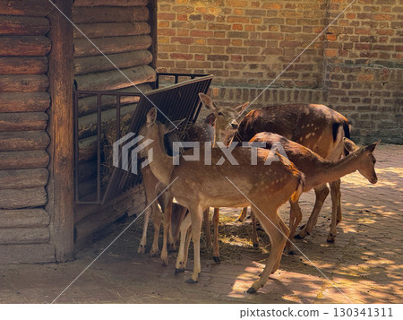 Deer herd gathered near feeder and brick wall. Wildlife conservation, feeding behavior, and coexistence of animals in semi-natural enclosed habitats. 130341311