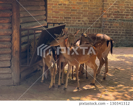Group of deer feeding near wooden feeder in enclosure. Conservation, adaptation, and collective presence of herbivores reflecting natural forest life. Group of deer feeding near wooden feeder in enclosure. Conservation, adaptation, and collective presence of herbivores reflecting natural forest life. 130341312