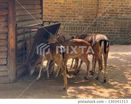 Deer herd gathered near feeder and brick wall. Wildlife conservation, feeding behavior, and coexistence of animals in semi-natural enclosed habitats. 130341313