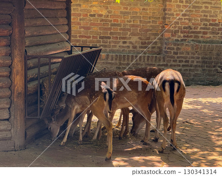Group of deer feeding near wooden feeder in enclosure. Conservation, adaptation, and collective presence of herbivores reflecting natural forest life. Group of deer feeding near wooden feeder in enclosure. Conservation, adaptation, and collective presence of herbivores reflecting natural forest life. 130341314