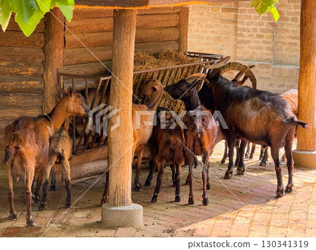Group of goats gathered around wooden feeder with hay. Agriculture, domestication, and collective feeding behavior of livestock in farm and rural environments. 130341319