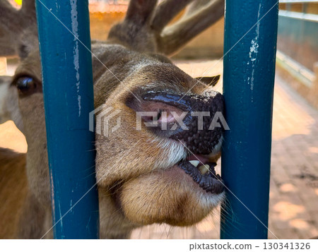 Deer nose close-up with tongue slightly sticking out. Detail of animal behavior, sensory interaction, and adaptation in enclosed zoo environments. 130341326