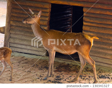 Doe standing near wooden log shelter in zoo enclosure. Wildlife conservation, adaptation, and quiet presence of deer as symbols of forest ecosystems. 130341327