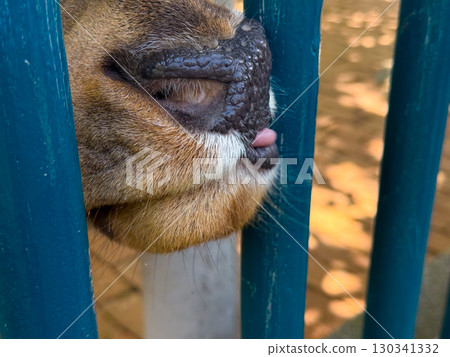 Deer nose close-up with tongue slightly sticking out. Detail of animal behavior, sensory interaction, and adaptation in enclosed zoo environments. 130341332