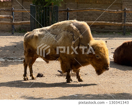 Bison standing in a fenced area under sunlight. Wildlife preservation, power, and cultural symbolism of grazing animals in both natural and managed environments. Bison standing in a fenced area under sunlight. Wildlife preservation, power, and cultural symbolism of grazing animals in both natural and managed environments. 130341343