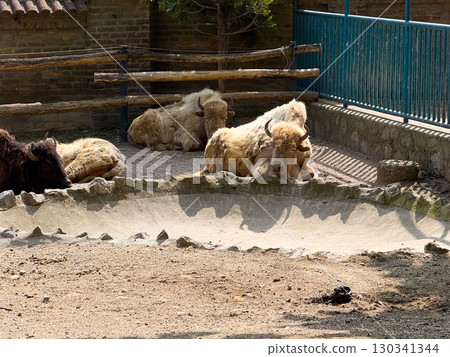Group of bison resting together on dry ground. Collective animal presence, conservation, and survival of powerful grazing mammals in enclosed natural-like environments. Group of bison resting together on dry ground. Collective animal presence, conservation, and survival of powerful grazing mammals in enclosed natural-like environments. 130341344