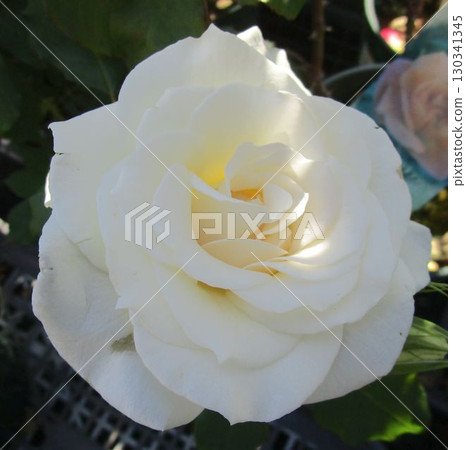 白玫瑰花 130341345