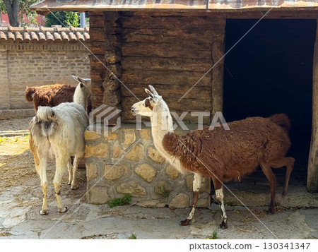 Two llamas standing near a wooden shelter. Farming, domestication, and collective presence of animals in controlled spaces of rural and agricultural life. Two llamas standing near a wooden shelter. Farming, domestication, and collective presence of animals in controlled spaces of rural and agricultural life. 130341347