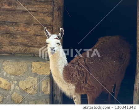 Llama standing near a rustic wooden wall. Agriculture, domestication, and human relationship with animals in rural and controlled environments. Llama standing near a rustic wooden wall. Agriculture, domestication, and human relationship with animals in rural and controlled environments. 130341348