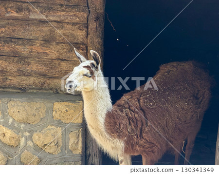 Llama standing near a rustic wooden wall. Agriculture, domestication, and human relationship with animals in rural and controlled environments. 130341349