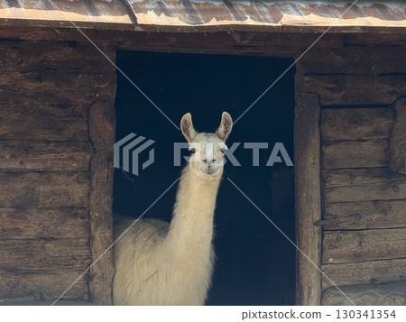 White llama standing in wooden barn doorway. Rural wildlife, traditional farming and exotic animals in countryside enclosures. White llama standing in wooden barn doorway. Rural wildlife, traditional farming and exotic animals in countryside enclosures. 130341354