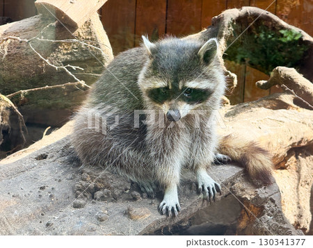 Raccoon resting on a wooden log. Wildlife, curiosity, and survival instincts of small mammals adapted to both natural and urban environments. Raccoon resting on a wooden log. Wildlife, curiosity, and survival instincts of small mammals adapted to both natural and urban environments. 130341377