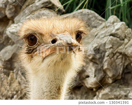 Close up of an ostrich head. Detail of beak, eyes, and feathers in natural environment. Close up of an ostrich head. Detail of beak, eyes, and feathers in natural environment. 130341391