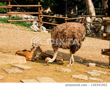 Ostrich walking on dry ground in a zoo. Wildlife, conservation and natural diversity. 130341401