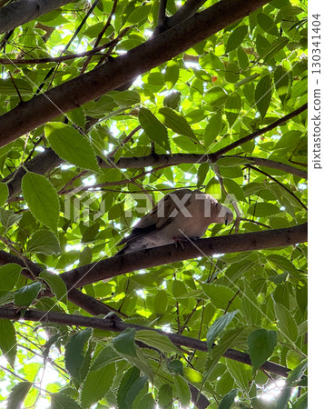 Eurasian collared dove perched on a tree branch among bright green leaves in summer light. Wildlife, ecology, and natural habitat expressed through forest, foliage, and avian presence. Eurasian collared dove perched on a tree branch among bright green leaves in summer light. Wildlife, ecology, and natural habitat expressed through forest, foliage, and avian presence. 130341404