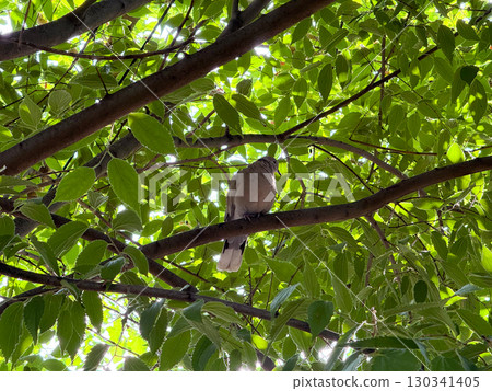 Eurasian collared dove perched on a tree branch among bright green leaves in summer light. Wildlife, ecology, and natural habitat expressed through forest, foliage, and avian presence. Eurasian collared dove perched on a tree branch among bright green leaves in summer light. Wildlife, ecology, and natural habitat expressed through forest, foliage, and avian presence. 130341405