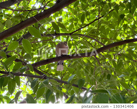 Eurasian collared dove perched on a tree branch among bright green leaves in summer light. Wildlife, ecology, and natural habitat expressed through forest, foliage, and avian presence. Eurasian collared dove perched on a tree branch among bright green leaves in summer light. Wildlife, ecology, and natural habitat expressed through forest, foliage, and avian presence. 130341406