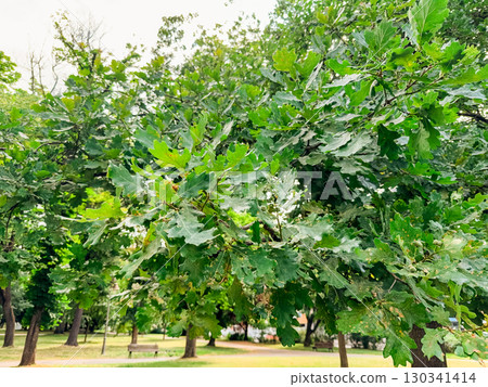 Close-up of oak tree leaves in a city park during summer season. Nature, ecology, and greenery reflected through foliage, growth, and natural environment. Close-up of oak tree leaves in a city park during summer season. Nature, ecology, and greenery reflected through foliage, growth, and natural environment. 130341414