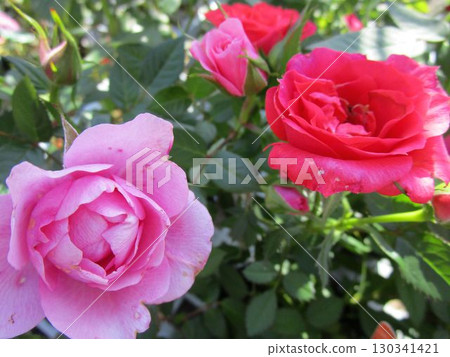 粉紅玫瑰的特寫 粉紅玫瑰的特寫 130341421