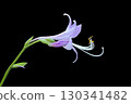 Isolated Purple Hosta Flower On Black Background 130341482