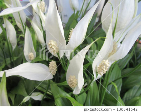 白鶴芋的白色花朵特寫 130341542