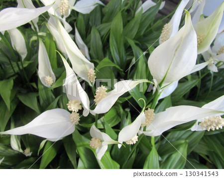 Close-up of white Spathiphyllum flowers Close-up of white Spathiphyllum flowers 130341543