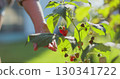 Ripe juicy raspberry on the branch on the backyard of a house. Woman hand picks homegrown raspberries. 130341722