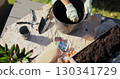Woman hand plant a tulip bulb in pot. Home gardening. Hobbies and leisure concept. 130341729