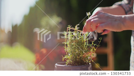 Close up woman is carefully pruning plants in her garden, tending to the greenery with precision. Home gardening. Hobbies and leisure concept. Close up woman is carefully pruning plants in her garden, tending to the greenery with precision. Home gardening. Hobbies and leisure concept. 130341733