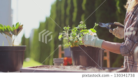 Close up woman is carefully pruning plants in her garden, tending to the greenery with precision. Home gardening. Hobbies and leisure concept. 130341738